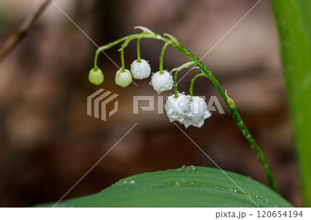 Beautiful spring blooming lilies of the valley with drops of flowers dew 120654194