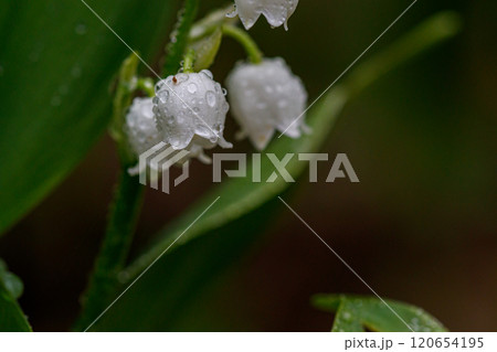 Beautiful spring blooming lilies of the valley with drops of flowers dew Beautiful spring blooming lilies of the valley with drops of flowers dew 120654195