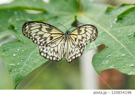 macro beautiful butterfly Idea leuconoe macro beautiful butterfly Idea leuconoe 120654196