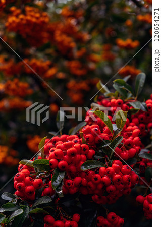 Clusters of vibrant red Pyracantha berries on lush green shrub. Firethorn plant in natural garden setting, showcasing bold seasonal colors. Clusters of vibrant red Pyracantha berries on lush green shrub. Firethorn plant in natural garden setting, showcasing bold seasonal colors. 120654271