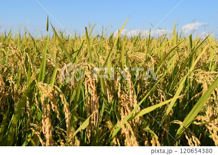 黄金色に稔った稲穂 120654380