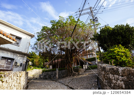 首里金城町のガジュマル 120654384