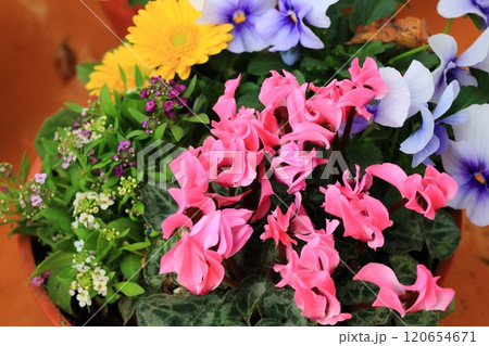 シクラメンの寄せ植え　鉢植えのシクラメン　クリスマスフラワー 120654671