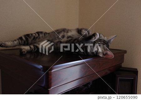 アメショー ごま 仏壇の上でお昼寝 アメショー ごま 仏壇の上でお昼寝 120655090