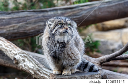 目の端から頬に黒色の縞が特長のマヌルネコ 、別名モウコヤマネコ 目の端から頬に黒色の縞が特長のマヌルネコ 、別名モウコヤマネコ 120655145