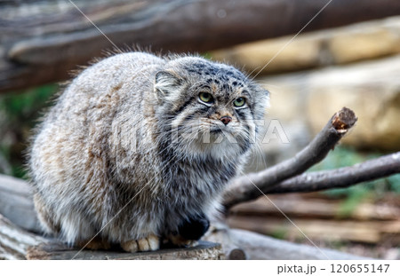 目の端から頬に黒色の縞が特長のマヌルネコ 、別名モウコヤマネコ 120655147
