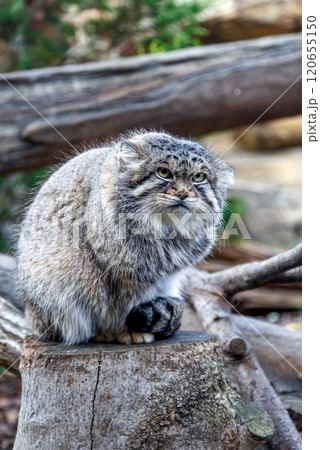目の端から頬に黒色の縞が特長のマヌルネコ 、別名モウコヤマネコ 目の端から頬に黒色の縞が特長のマヌルネコ 、別名モウコヤマネコ 120655150