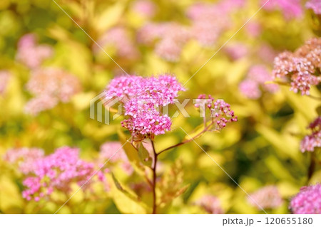 可愛い シモツケソウの花 可愛い シモツケソウの花 120655180