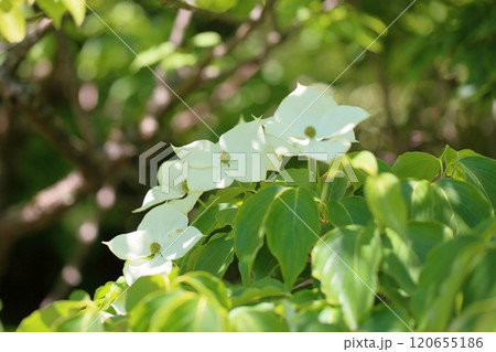爽やか　ヤマボウシの花 120655186
