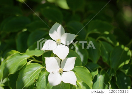 爽やか　ヤマボウシの花 120655333
