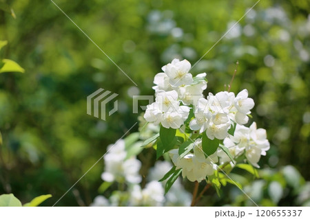 爽やか バイカウツギの花 爽やか バイカウツギの花 120655337