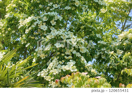 ウンナンヤマボウシの花 ウンナンヤマボウシの花 120655431