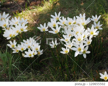 タマスダレ 120655502