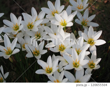 タマスダレ 120655504