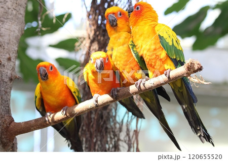 コガネメキシコインコ 120655520