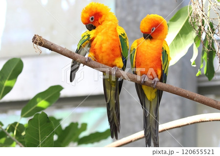 コガネメキシコインコ コガネメキシコインコ 120655521