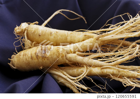 たくさんの高麗人参 120655591
