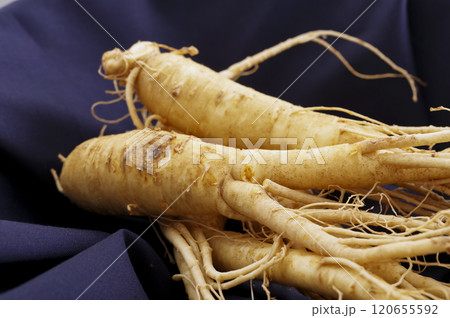 たくさんの高麗人参 120655592