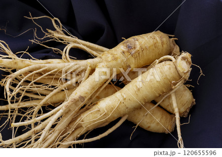 たくさんの高麗人参 120655596