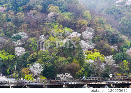 【春の京都観光】嵯峨嵐山と小倉山【花散らしの雨と渡月橋】 【春の京都観光】嵯峨嵐山と小倉山【花散らしの雨と渡月橋】 120655652