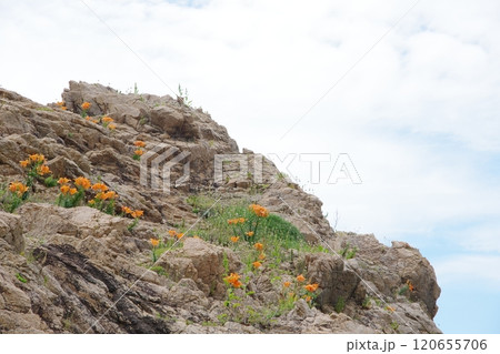 日本海 笹川流れ 岩に咲くイワユリ 120655706