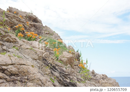 日本海 笹川流れ 岩に咲くスカシユリ 120655709