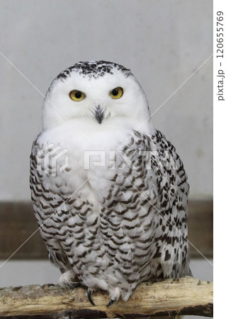 シロフクロウ 120655769