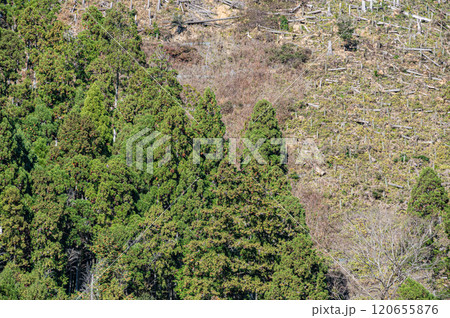 鞍馬の針葉樹林　京都市 120655876