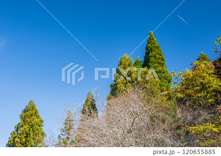 晩秋の鞍馬の山林風景 京都市 晩秋の鞍馬の山林風景 京都市 120655885
