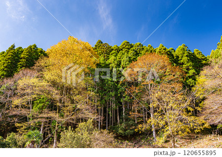 鞍馬の針葉樹林と黄葉した木々　京都市 120655895