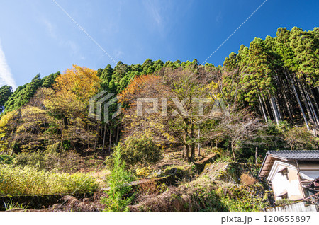 鞍馬の針葉樹林と黄葉した木々　京都市 120655897