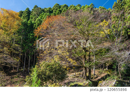 鞍馬の針葉樹林と黄葉した木々　京都市 120655898