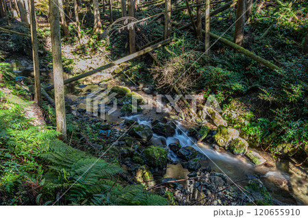鞍馬川　針葉樹林の中を流れる清流　京都市 120655910
