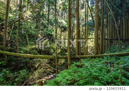鞍馬の針葉樹林　京都市 120655911