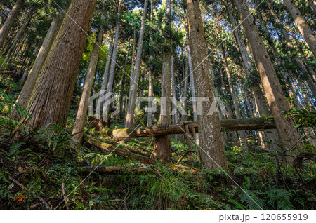 鞍馬の針葉樹林　京都市 120655919