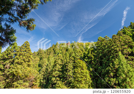 鞍馬の針葉樹林　京都市 120655920