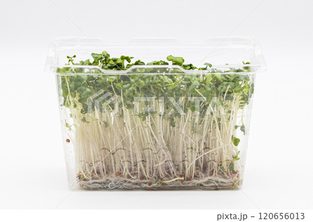 ブロッコリースプラウトの素材写真 栄養豊富な野菜の王様 ブロッコリースプラウトの素材写真 栄養豊富な野菜の王様 120656013