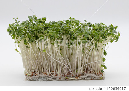 ブロッコリースプラウトの素材写真　栄養豊富な野菜の王様 120656017