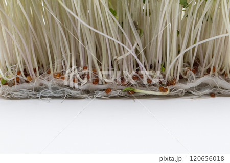 ブロッコリースプラウトの素材写真　栄養豊富な野菜の王様　根元のアップ 120656018