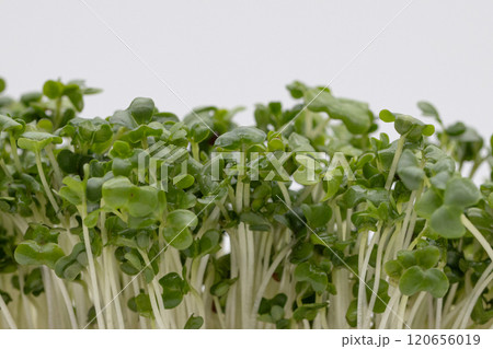 ブロッコリースプラウトの素材写真 栄養豊富な野菜の王様 ブロッコリースプラウトの素材写真 栄養豊富な野菜の王様 120656019