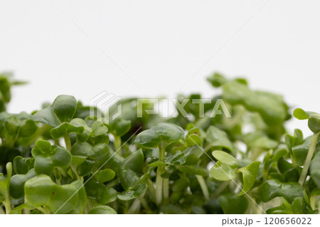 ブロッコリースプラウトの素材写真 栄養豊富な野菜の王様 ブロッコリースプラウトの素材写真 栄養豊富な野菜の王様 120656022