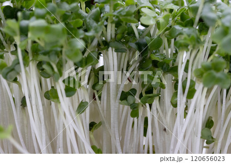 ブロッコリースプラウトの素材写真　栄養豊富な野菜の王様 120656023