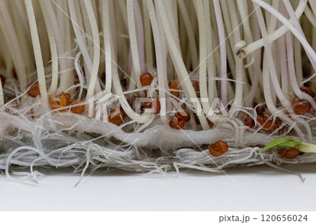 ブロッコリースプラウトの素材写真　栄養豊富な野菜の王様　根元のアップ 120656024