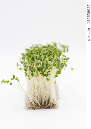 ブロッコリースプラウトの素材写真 栄養豊富な野菜の王様 ブロッコリースプラウトの素材写真 栄養豊富な野菜の王様 120656027