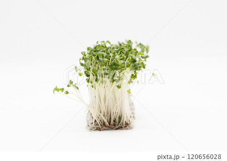 ブロッコリースプラウトの素材写真　栄養豊富な野菜の王様 120656028