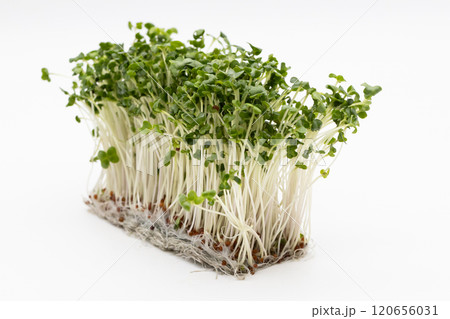 ブロッコリースプラウトの素材写真　栄養豊富な野菜の王様 120656031