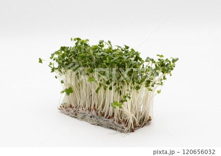 ブロッコリースプラウトの素材写真　栄養豊富な野菜の王様 120656032
