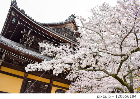 【春の京都観光】桜と日本の方丈【レンガ造りの水道橋と三門が有名な南禅寺】 【春の京都観光】桜と日本の方丈【レンガ造りの水道橋と三門が有名な南禅寺】 120656194