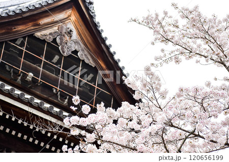 【春の京都観光】桜と日本の方丈【レンガ造りの水道橋と三門が有名な南禅寺】 120656199