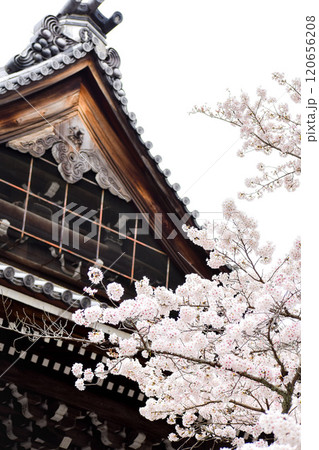 【春の京都観光】桜と日本らしい瓦屋根の建物【レンガ造りの水道橋と三門が有名な南禅寺】 120656208